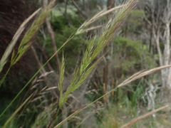 Dichelachne micrantha