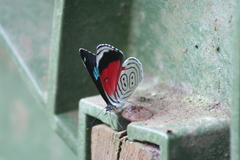 Diaethria anna
