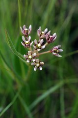 Xysmalobium pedifoetidum