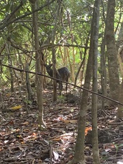 Rusa marianna