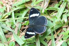 Diaethria anna