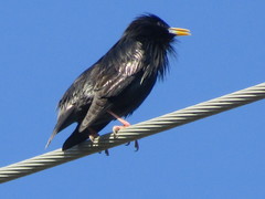 Sturnus unicolor