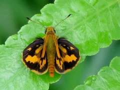 Taractrocera archias