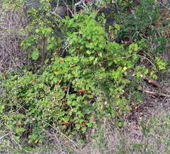 Pelargonium inquinans