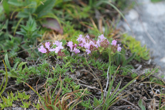 Thymus daghestanicus