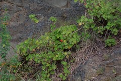 Pelargonium inquinans