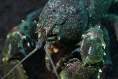 Euastacus bispinosus