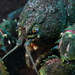 Glenelg Spiny Crayfish - Photo (c) dhaintz, some rights reserved (CC BY-NC), uploaded by dhaintz