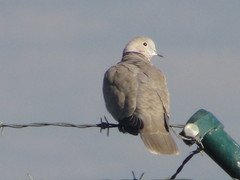 Streptopelia decaocto