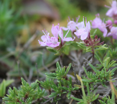 Thymus daghestanicus