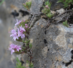 Thymus daghestanicus