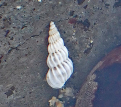 Epitoniidae
