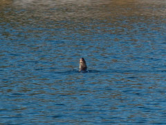 Hydrictis maculicollis