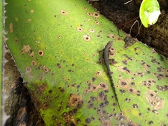 Sceloporus megalepidurus