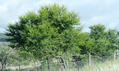 Vachellia karroo