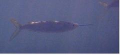 Hemiramphus brasiliensis