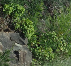 Pelargonium inquinans