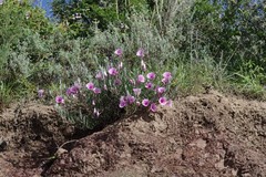 Ipomoea oenotheroides