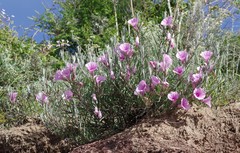 Ipomoea oenotheroides