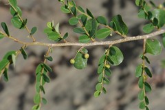 Flueggea verrucosa
