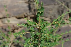 Flueggea verrucosa