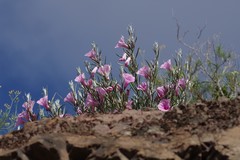 Ipomoea oenotheroides