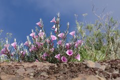 Ipomoea oenotheroides