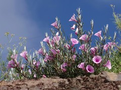 Ipomoea oenotheroides