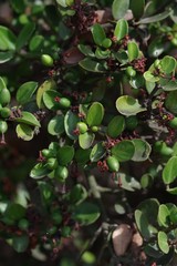 Carissa haematocarpa