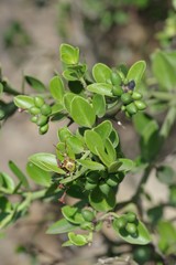 Carissa haematocarpa