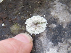 Lepraria membranacea