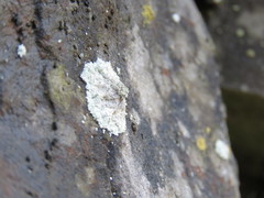 Lepraria membranacea