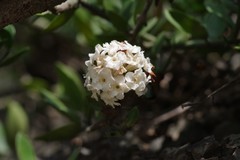 Carissa haematocarpa