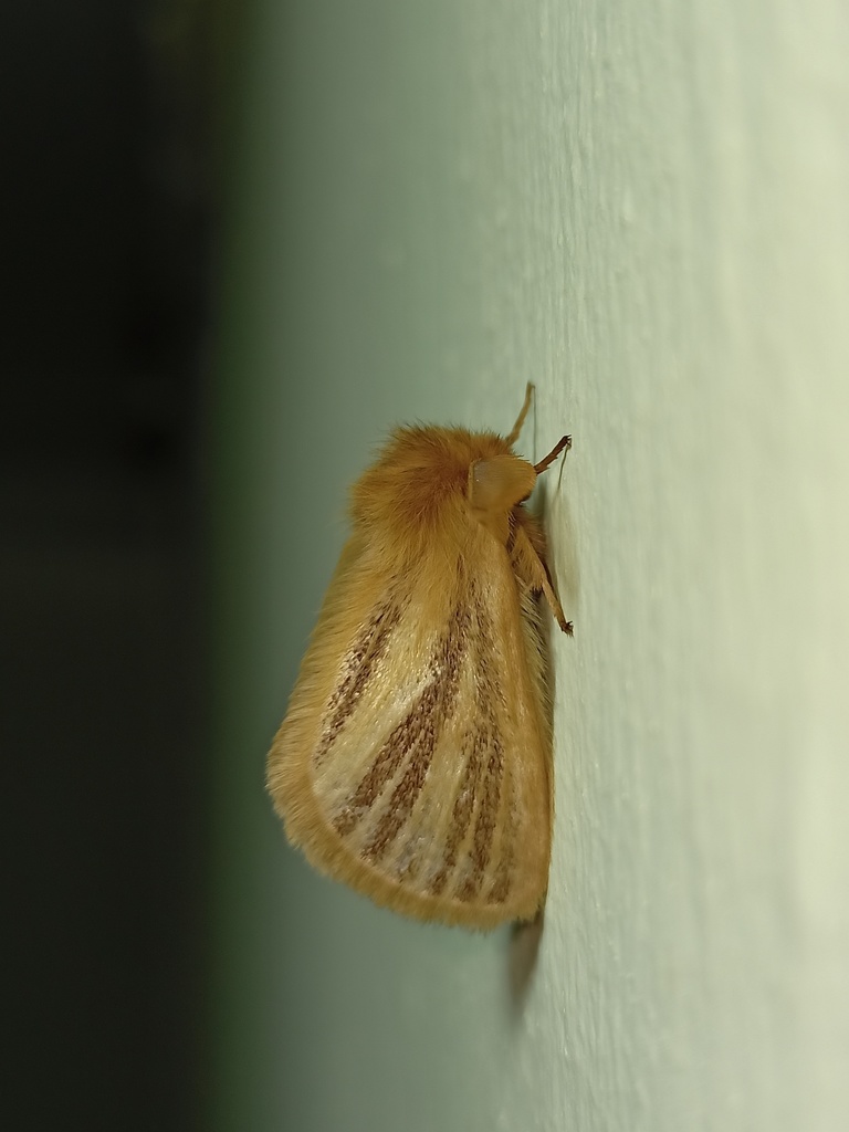 Nisaga simplex