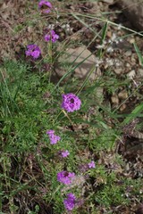 Glandularia aristigera