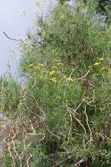 Senecio linifolius