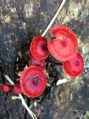 Cruentomycena viscidocruenta