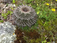 Mammillaria mystax