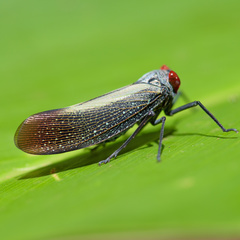 Poiocerinae