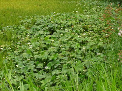 Sagittaria montevidensis