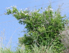 Jasminum multipartitum