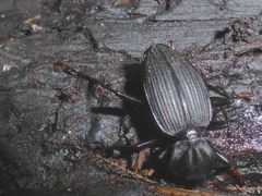 Kupeplatynus lucifugus