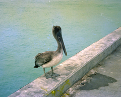 Pelecanus occidentalis