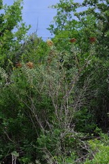 Crassula tetragona robusta