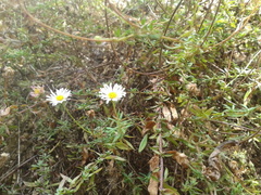 Erigeron karvinskianus image