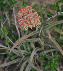 Crassula perfoliata