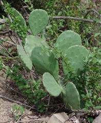 Opuntia