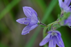 Veronica multifida