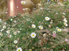 Erigeron karvinskianus image