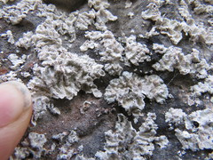 Lepraria membranacea